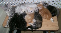 Yendor Maine Coons