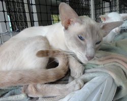 Monraav Siamese