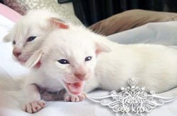 Sukra Siamese, Oriental, Foreign White,